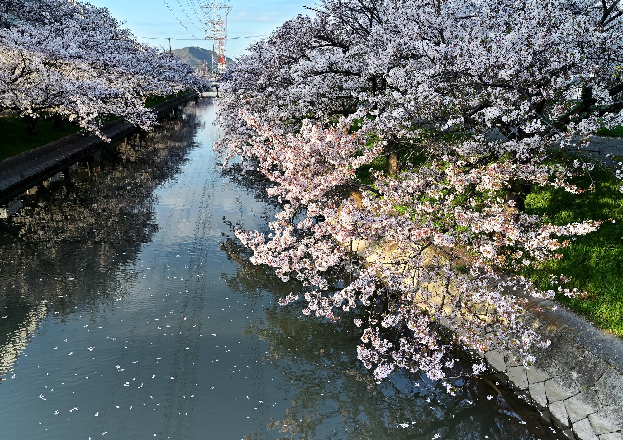松村川沿いの桜並木の写真