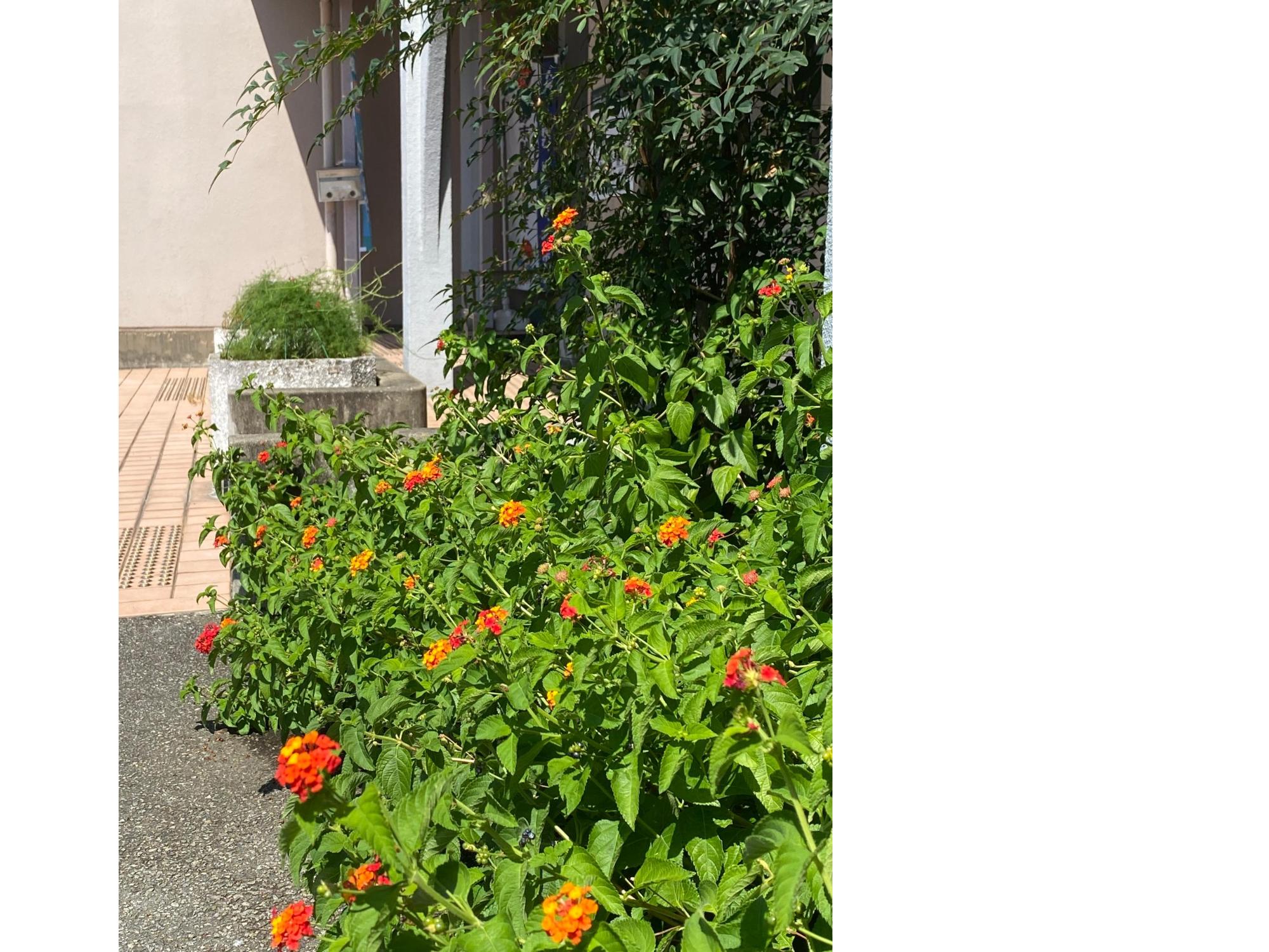 中筋地域交流センター花5