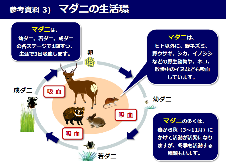マダニの生活環