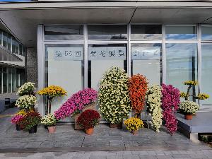 高砂市役所の西玄関前で赤色、黄色、ピンク色の菊花が展示されている写真