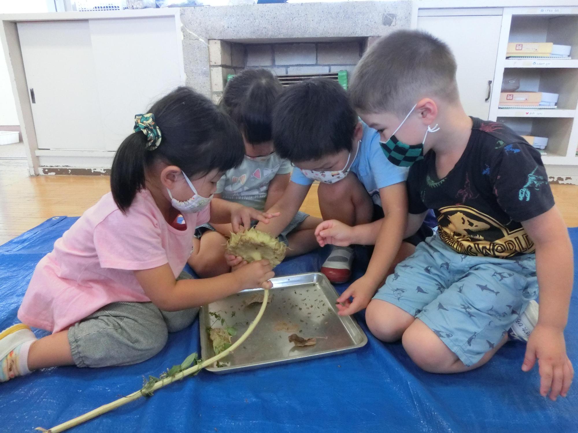 ブルーシートに置いたお盆の上で協力しながら前屈みでひまわりの種をとる園児4人の写真