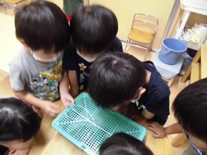 虫かごを抱えて中の虫を観察している子供たちの写真
