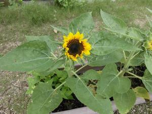 プランターに咲くひまわりの花一輪の写真