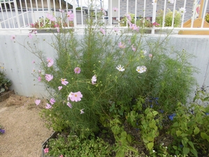 薄ピンクと白の花をつけるコスモスの写真