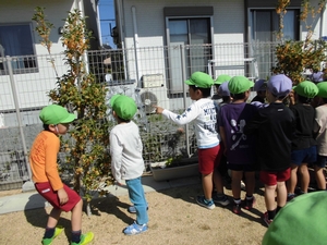 子供の背丈より少し高いくらいのキンモクセイの若木に集まる子供たちの写真