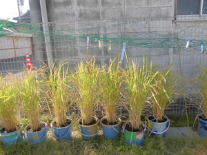 一列に並べられたバケツに植えられている稲穂が、収穫を控えて黄色く色付いている写真