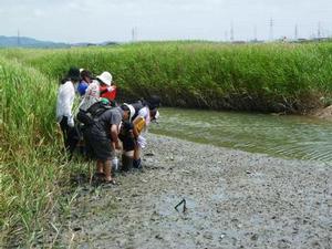 脇に水が流れるヨシ原が切れた場所で泥地を観察する参加者たちの写真