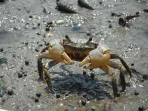 干潟の泥地にいたアシハラガニを前から撮影した接写写真
