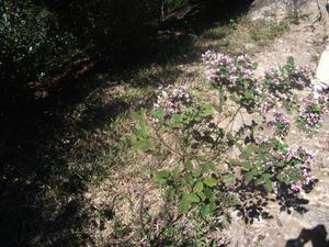 高御位山の岩場に生えているガンピの写真