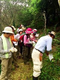 山すその湿地帯に生えている植物をかき分けながら説明をする松本先生と、それを聞く参加者たちの写真