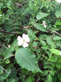 高御位山の岩場に生えているテリハノイバラの写真。白い花が咲いている。