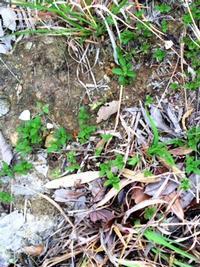 高御位山の岩場に生えている絶滅危惧種であるオオヤマジソの写真