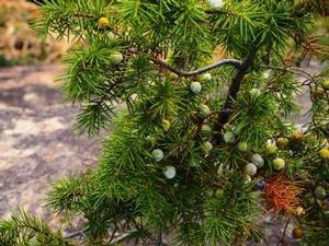 高御位山に生えているネズの雌花の写真