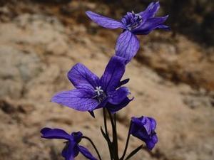 高御位山に生えている野生種のキキョウの花の写真。野生種のキキョウは絶滅危惧種に指定されている。