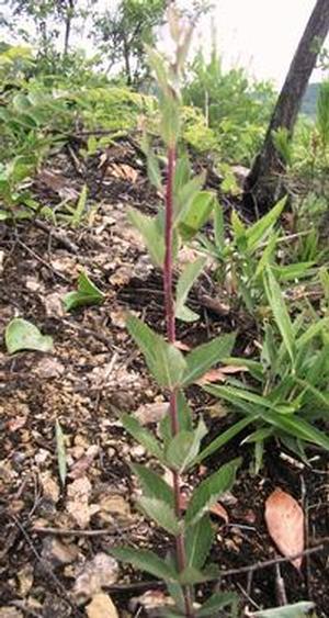 高御位山に自生するキキョウの写真。花は咲いていない。