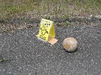 フンの隣の路上に据え付けられている立体のイエローカードの写真