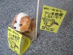 旗のように立てられたものと立体になっているものの2つのイエローカードが犬のぬいぐるみの隣に置かれている写真