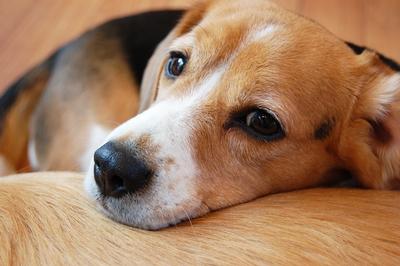犬の背中に頭をのせているビーグル犬の写真