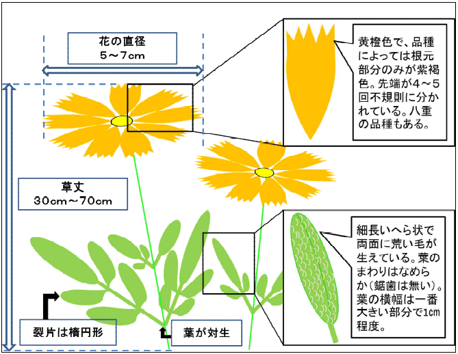 オオキンケイギクの特徴