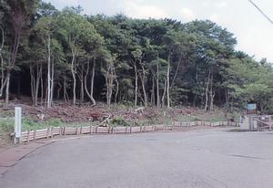 手前に道があり、奥に背の高い緑の木々が生い茂っている写真