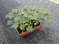 茶色のプランターにいちごの苗が植えられている写真