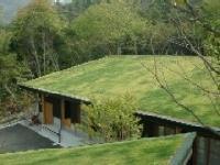 森を背に横長の建物があり屋根の芝が黄緑色の中に緑がところどころ混じっている様子の写真