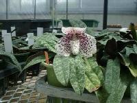 白い花弁が開いた中心がピンクの斑点模様のついた花の写真