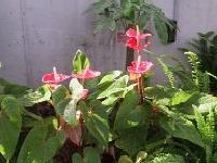 赤い花弁が開いている花々と複数の葉っぱの写真