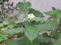 白い小さな花々が一箇所に固まって咲いていて周りに大きな複数の葉っぱが生えている写真
