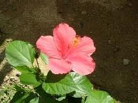鮮やかな濃いピンクの花が咲いている写真