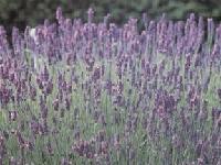 イングリッシュラベンダーが画面いっぱいに咲いている写真