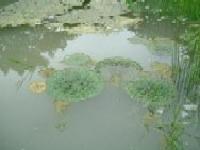 巨大な葉を水面に広げており葉の表面には不規則なシワが入っている植物の写真