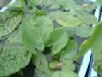 水面にハート型の葉を浮かべた植物の写真