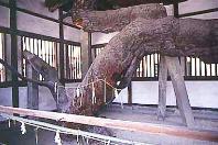 建物内に保存されている、曲がりくねった立派な幹を持つ松の木写真