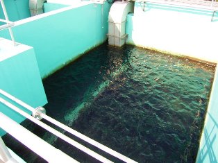 深い色の水が入っている、四角いプールの写真