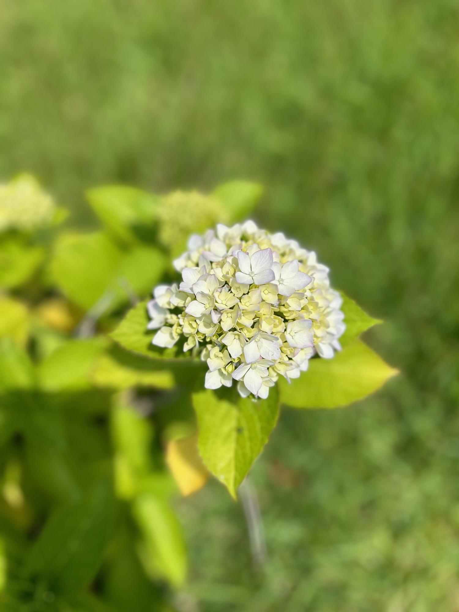 アジサイの花