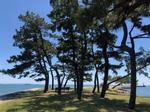 高砂市向島公園内で撮られた、奥に海が見え、背の高い木々が生え、海と緑に囲まれた自然豊かな雰囲気が伝わってくる写真