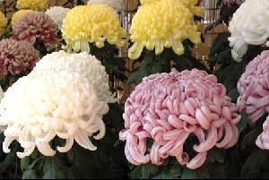 すだれの前でピンク、白、黄色など大きな花を咲かせている菊が整然と並んでいる写真