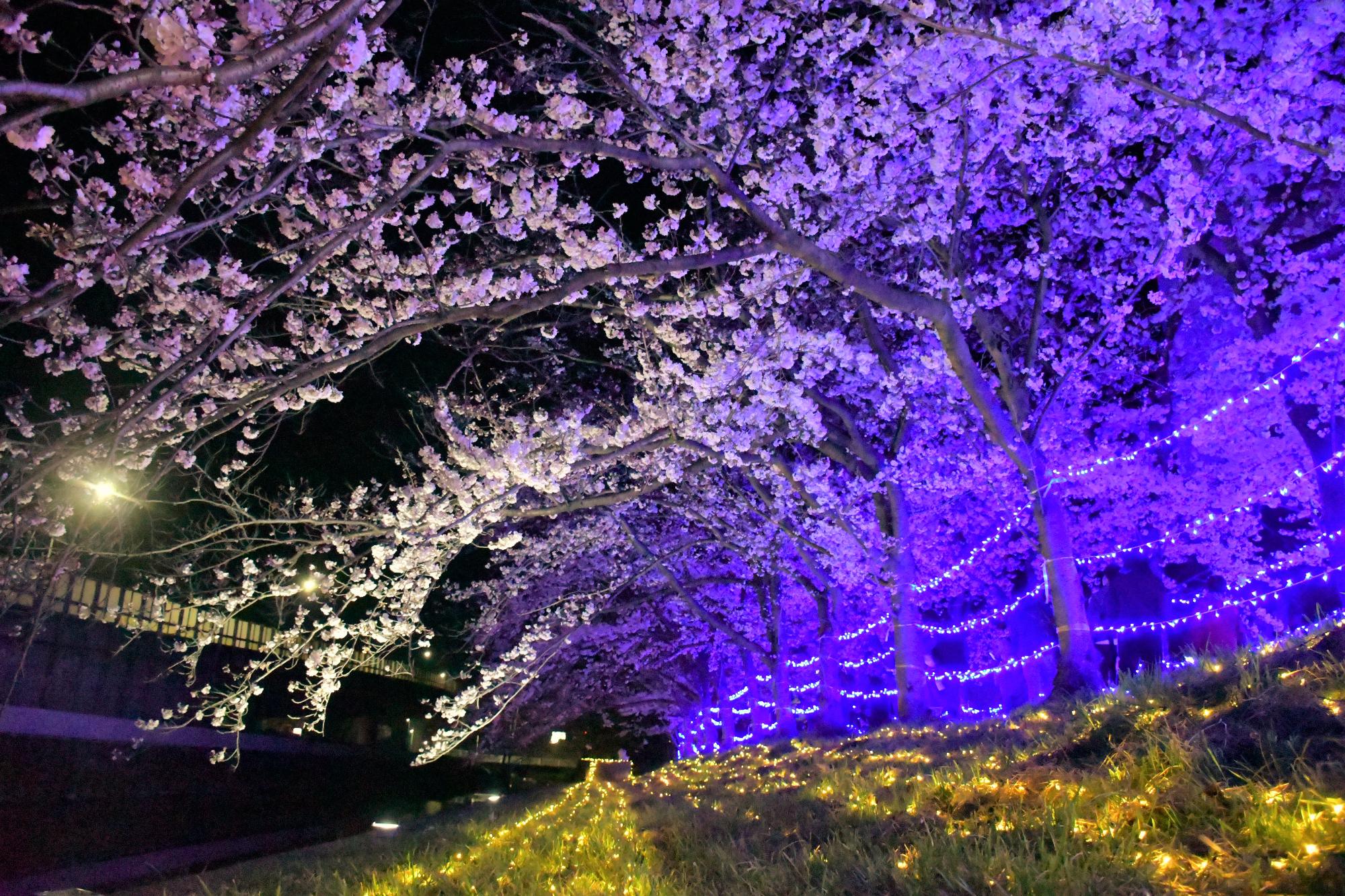 ライトアップされた桜
