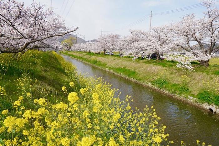 桜並木と菜の花