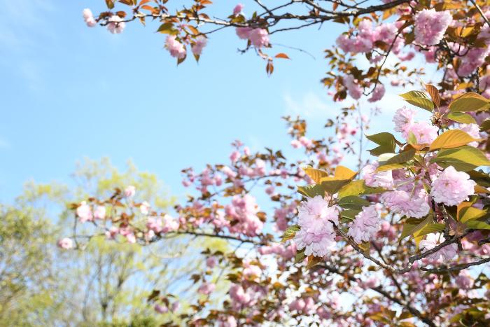 八重桜
