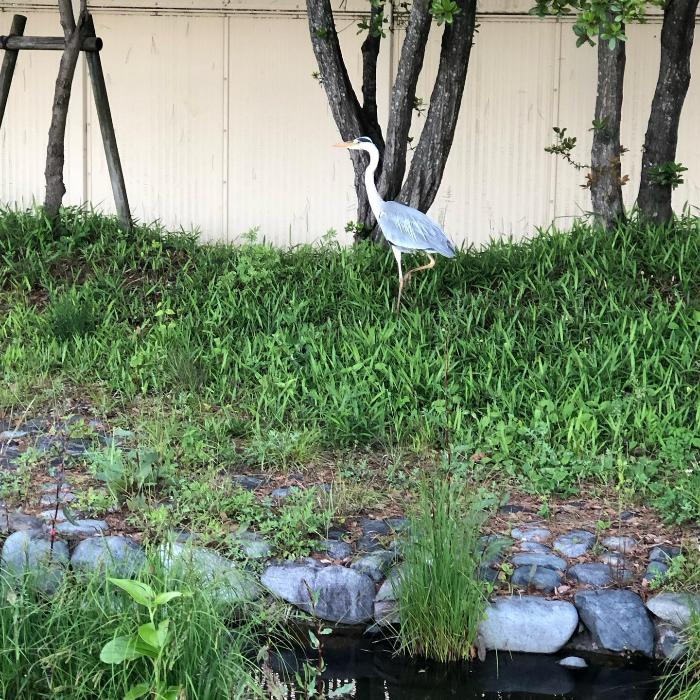 あらい浜風公園にアオサギがいた