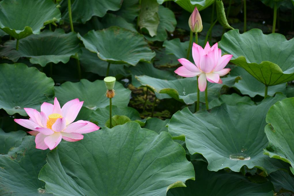 阿弥陀皿池の蓮