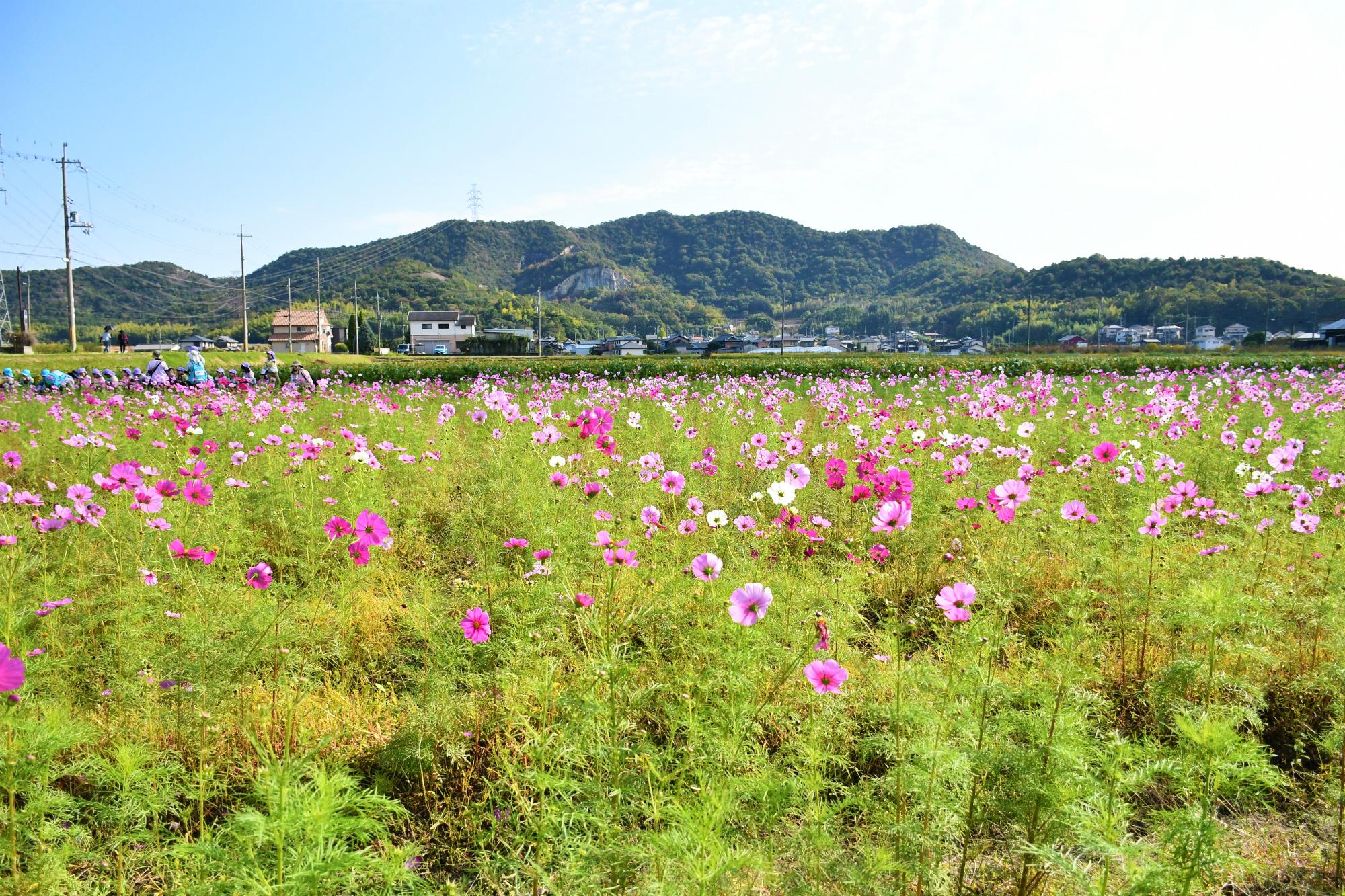 阿弥陀町のコスモス