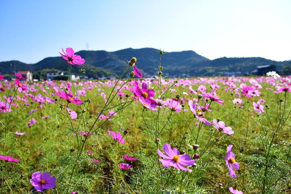 阿弥陀町のコスモス