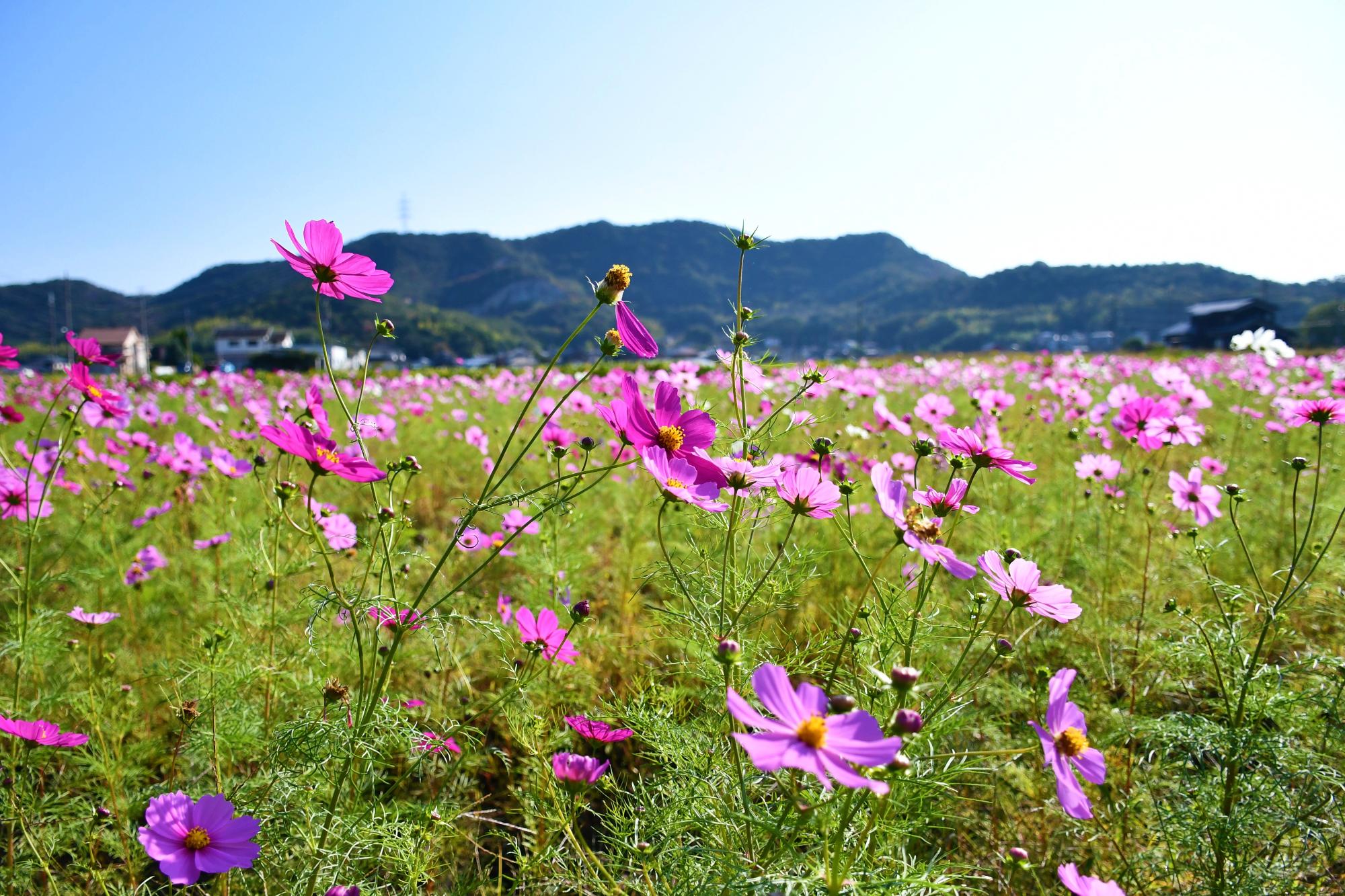 阿弥陀町のコスモス