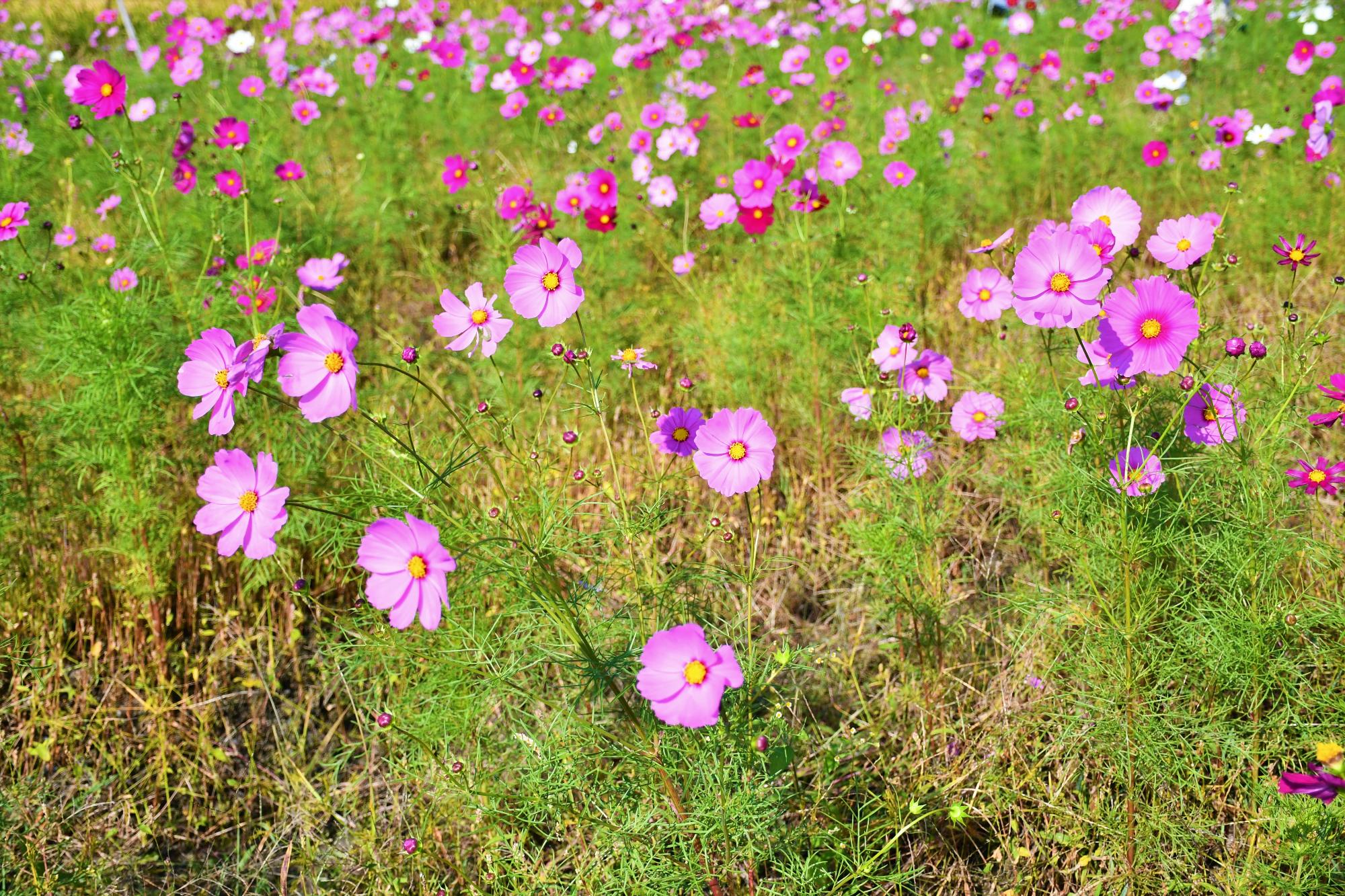 阿弥陀町のコスモス