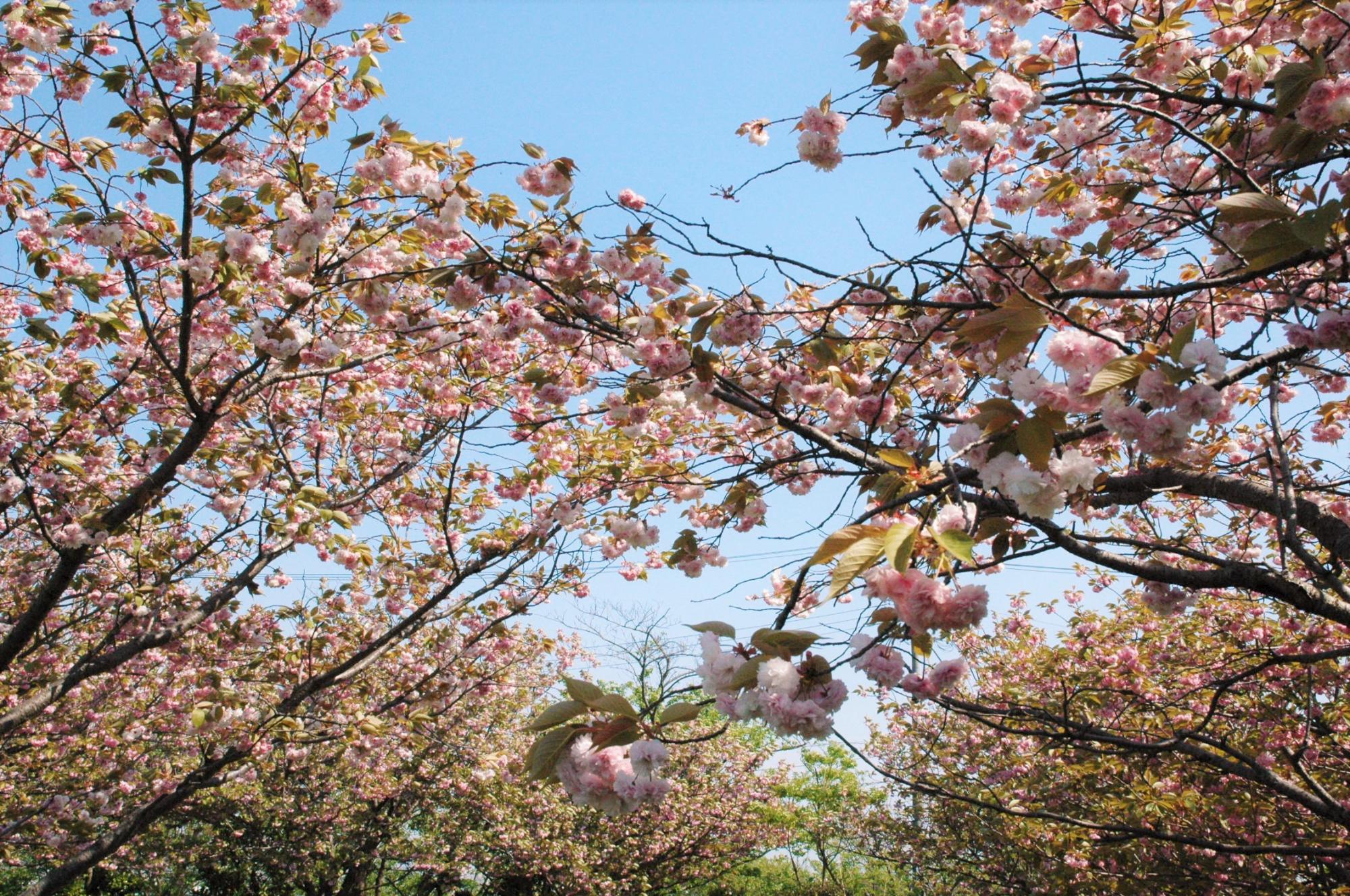 日笠山のボタン桜の写真