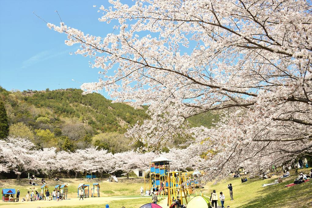 市ノ池公園の桜の写真