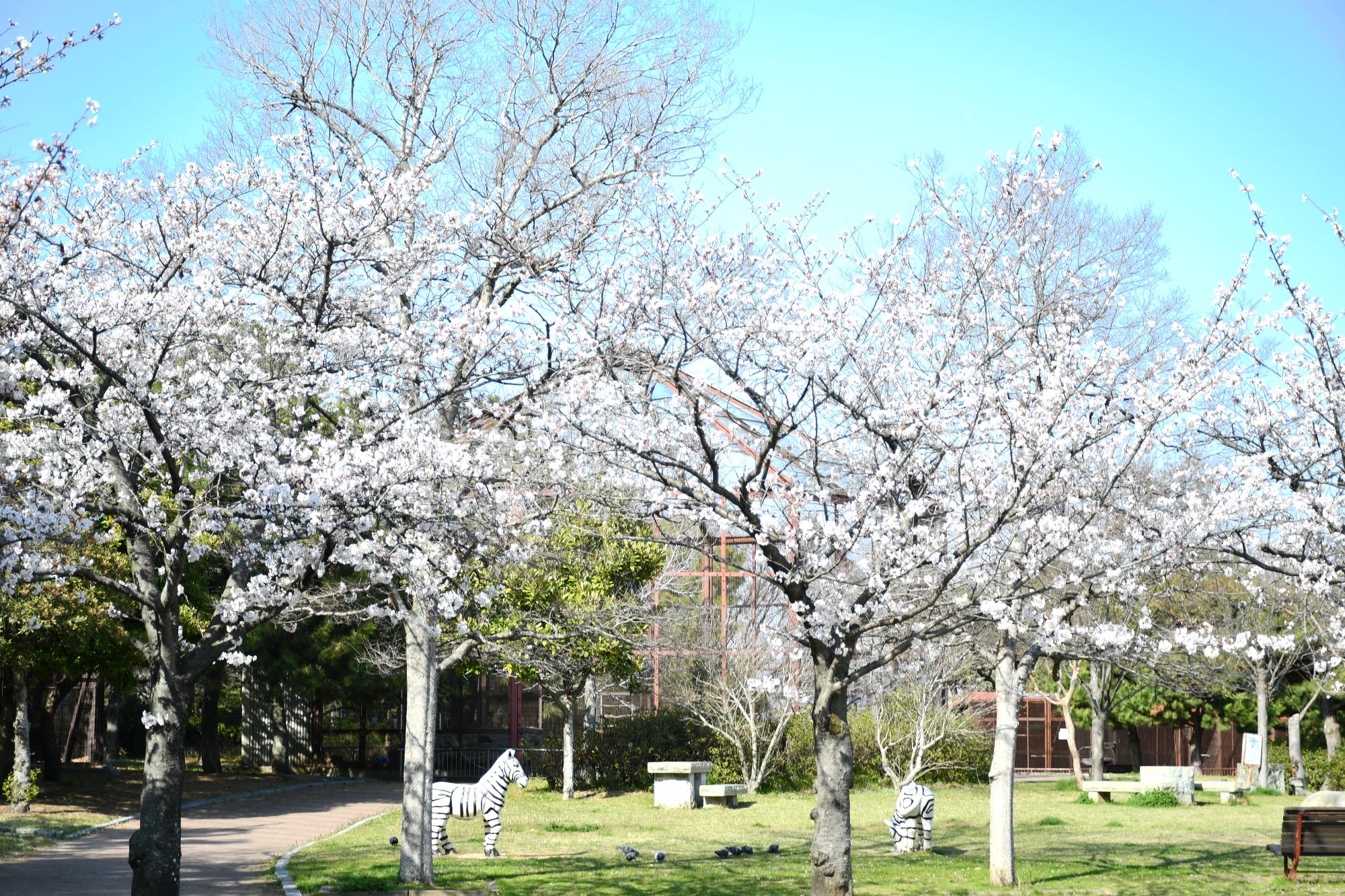 向島公園の桜の写真
